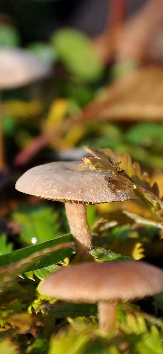 fungi, leaves, grass, drops, dew