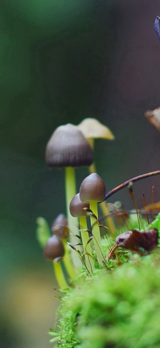 fungi, grass, moss, leaves