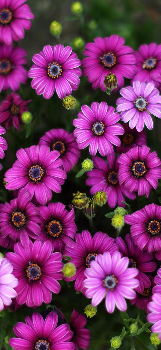 chamomile, flowers, pink, flower bed, nature