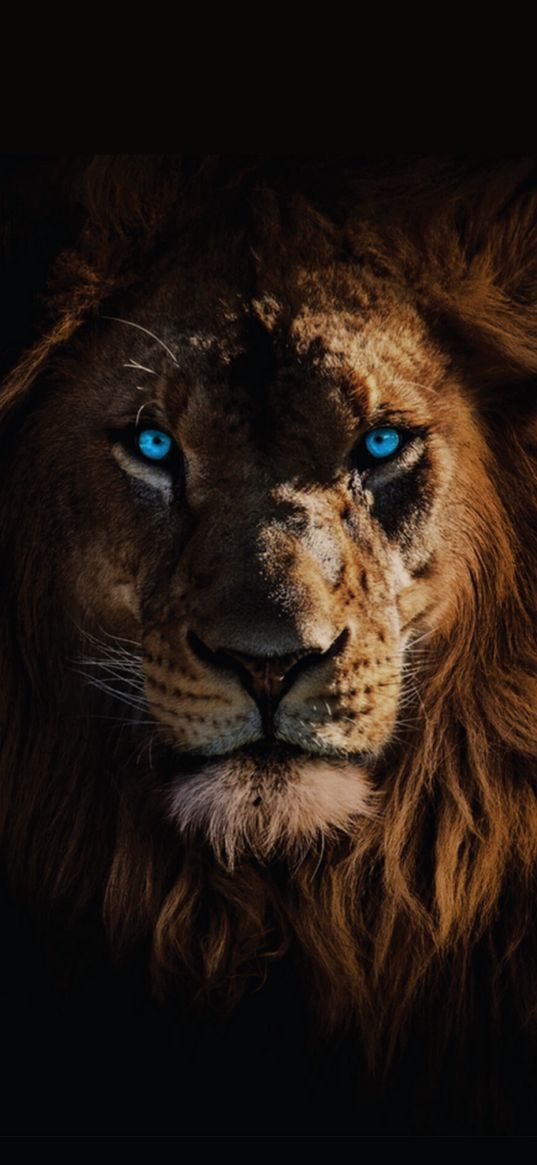 lion, animal, predator, dark, blue eyes