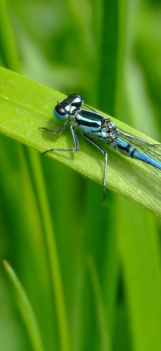 dragonfly, blade of grass, green background