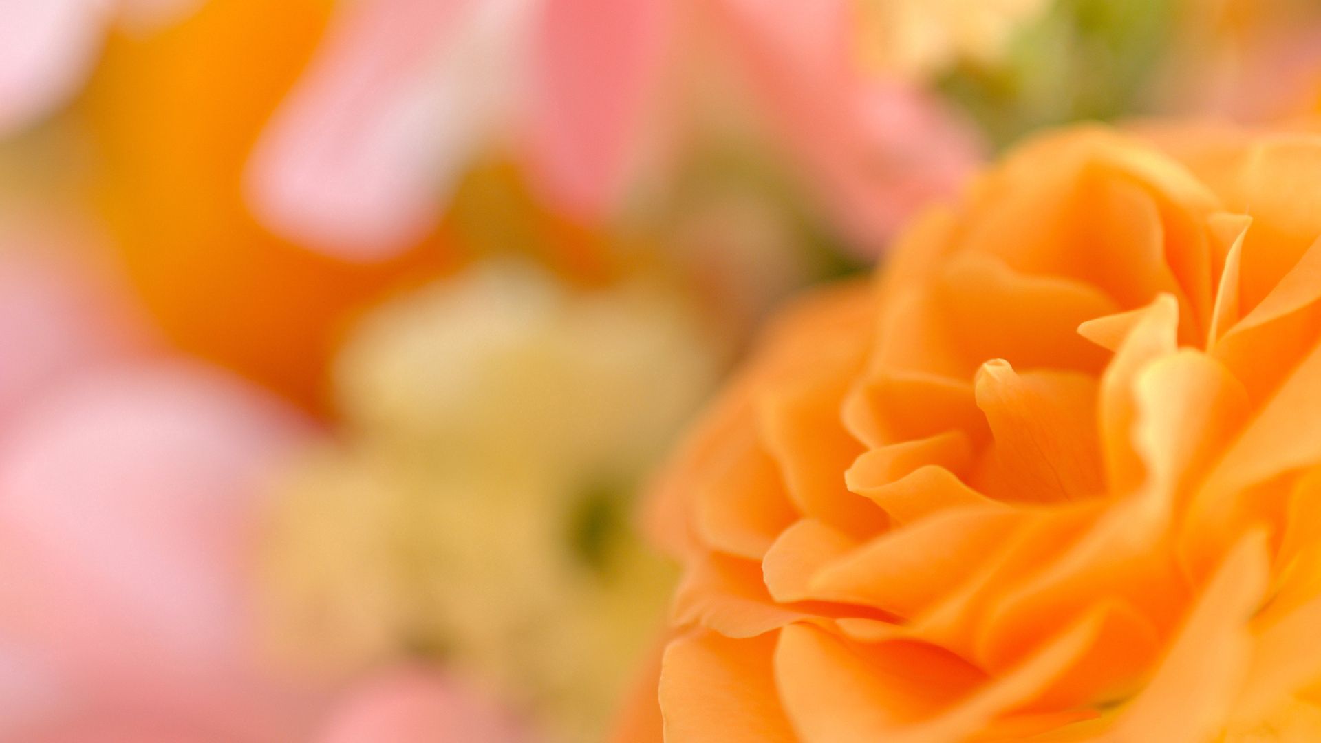 flower, petals, bokeh