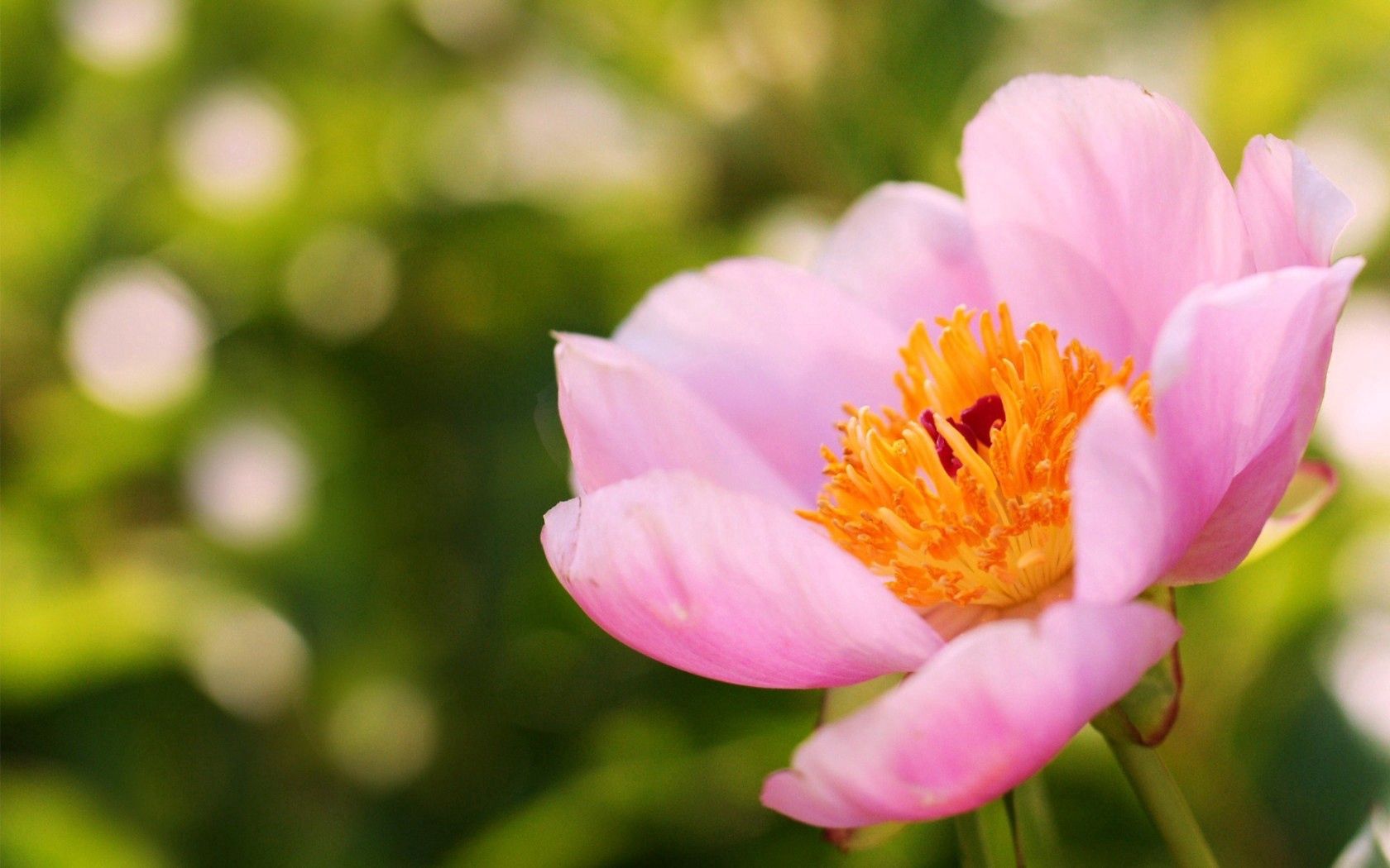 flower, rose, peony, summer, focus