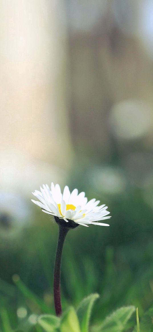 flower, sprout, grass