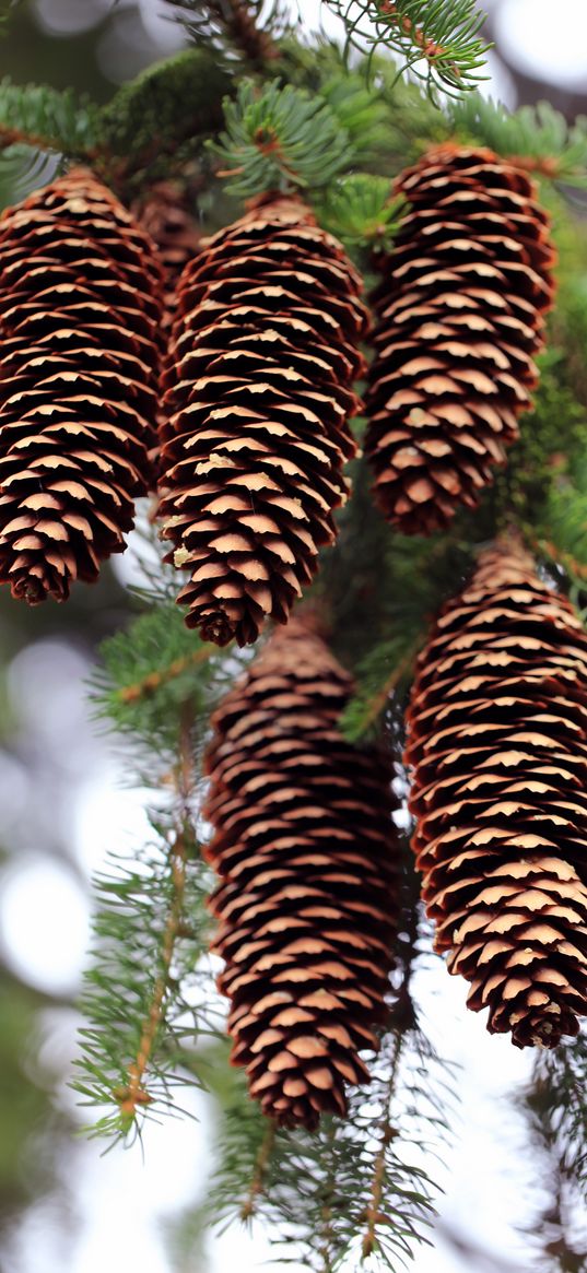 cones, needles, blur, macro