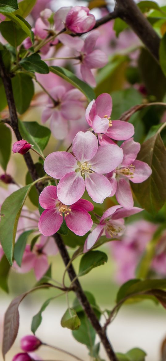 apple tree, flowers, petals, leaves, blur