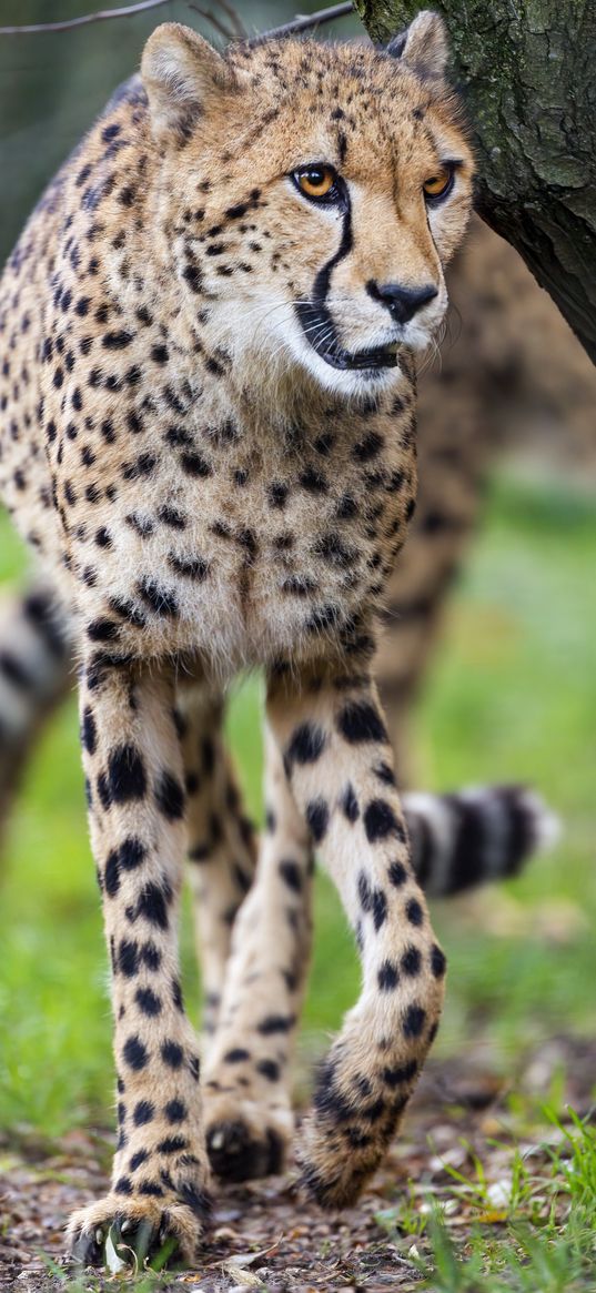 cheetah, big cat, predator, animal, motion, blur