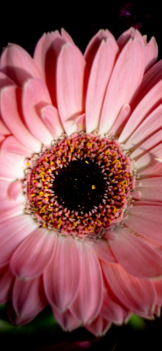 gerbera, flower, macro, petals, pink