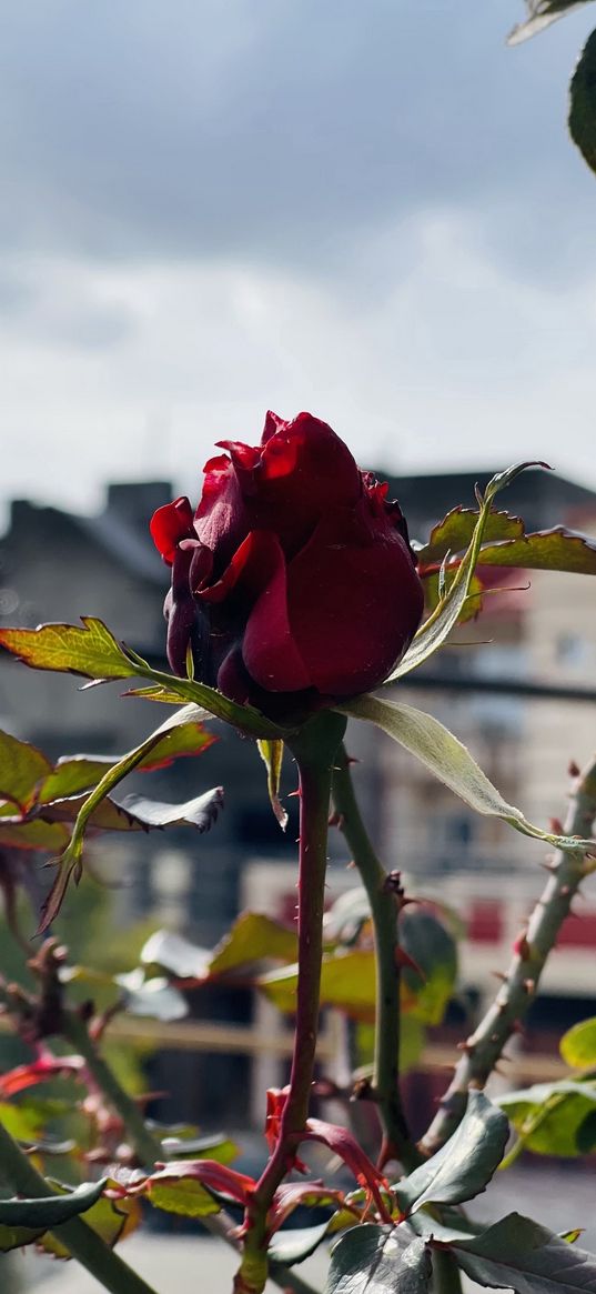 rose, flower, red, window sill, city, sky