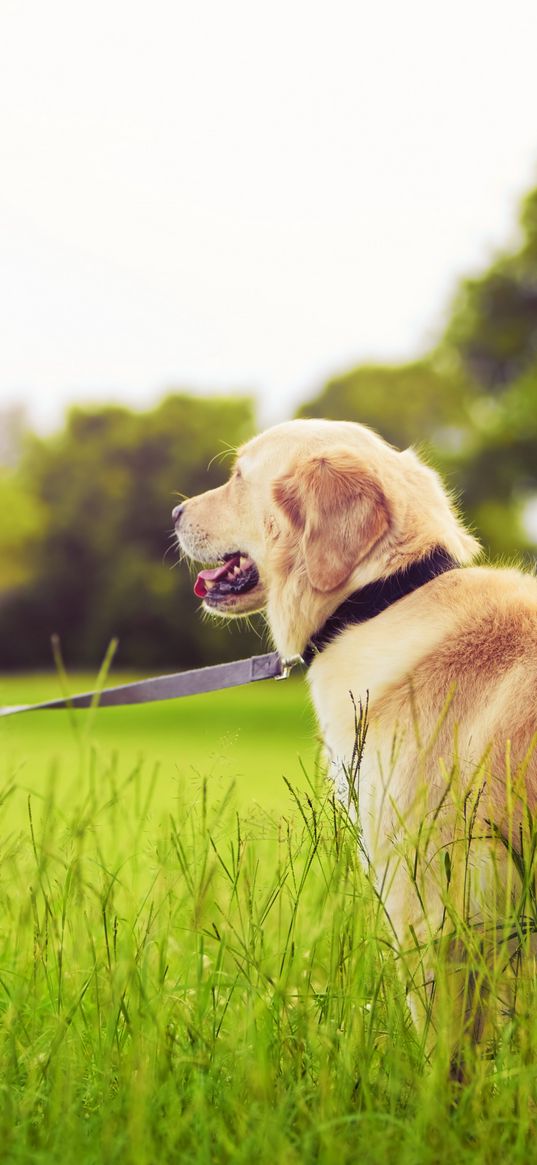 girl, leash, dog, walk, grass, park