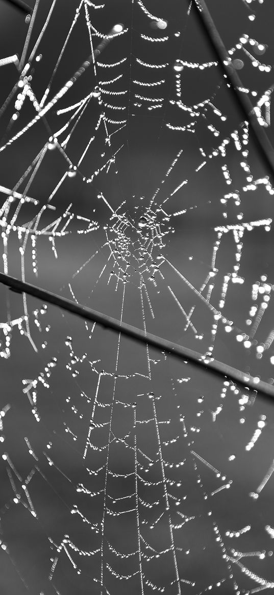 cobweb, wire, macro, black and white