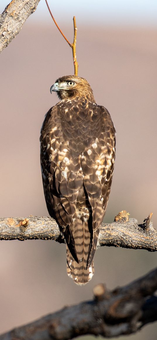 red-tailed buzzard, hawk, bird, feathers, branch