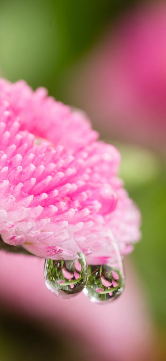 daisy, flower, drops, macro, water