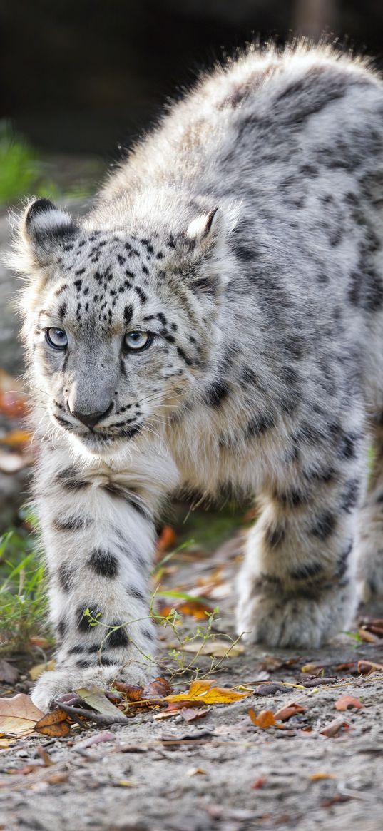 snow leopard, kitten, cub, wildlife, animal, movement