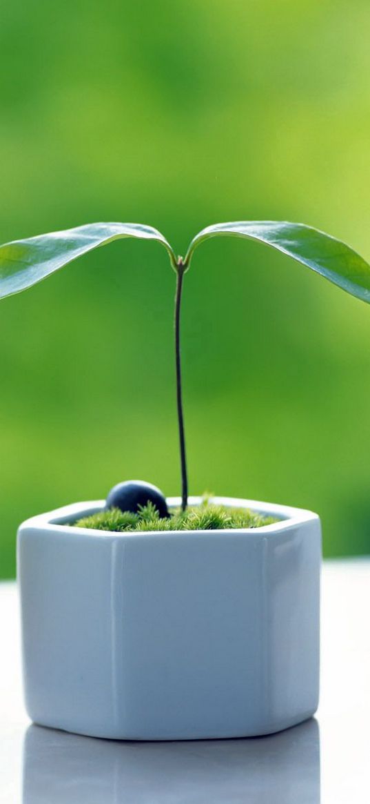 grass, white, vase, windowsill