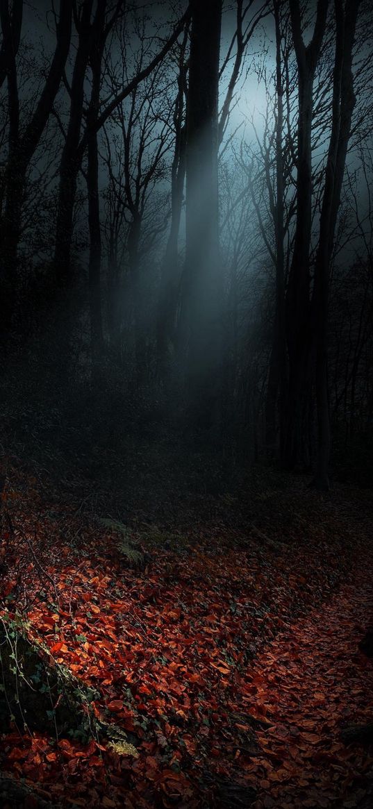 path, leaves, branches, trees, forest, autumn, dark