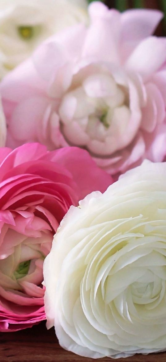 buttercup, ranunculus, flowers, buds, petals, white, pink