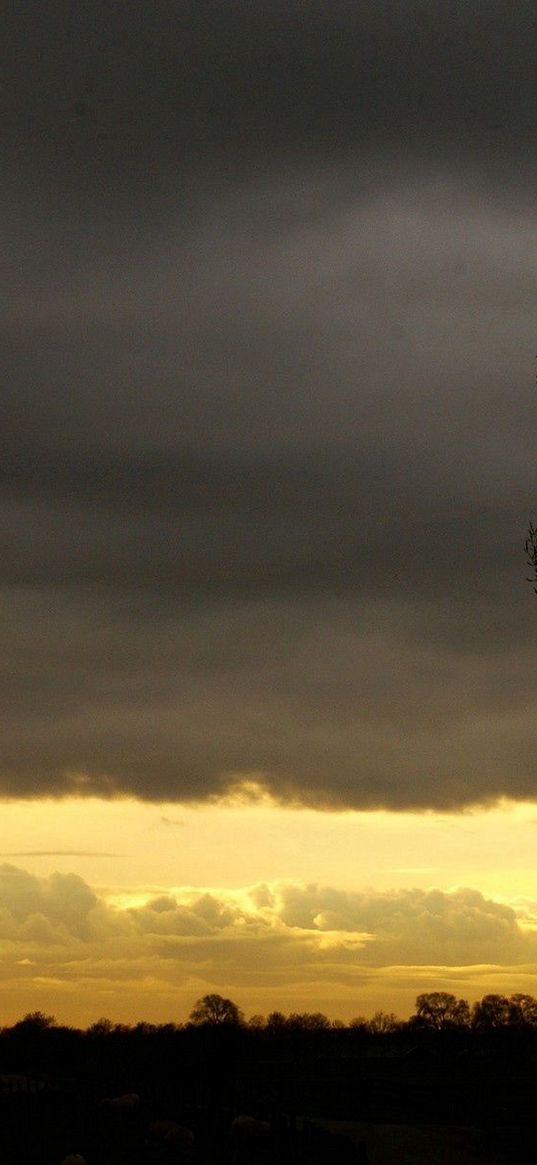 evening, sky, decline, outlines, veil, tree, twilight