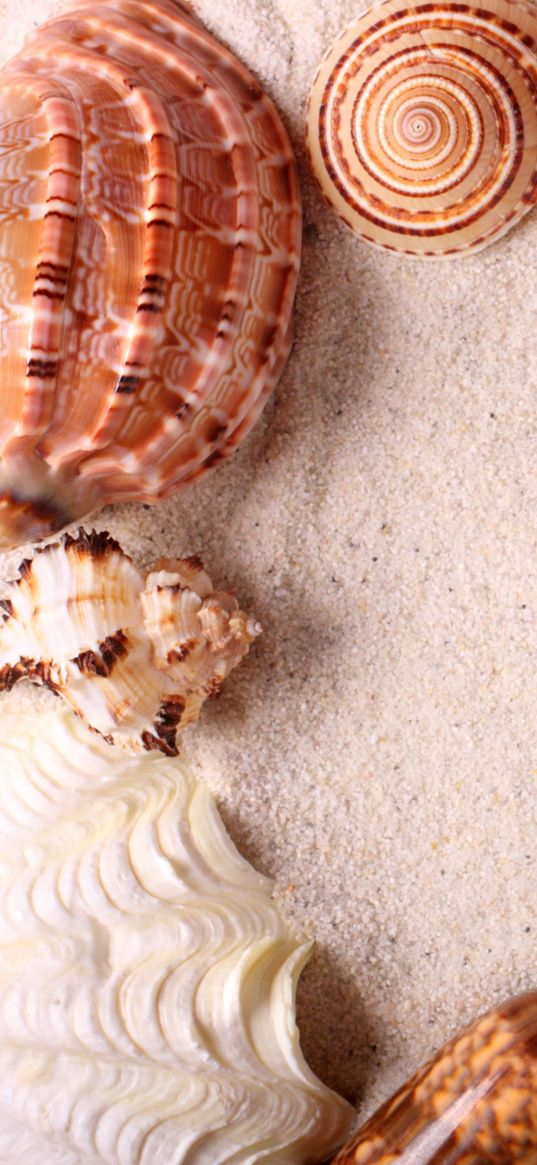 seashells, frame, sand