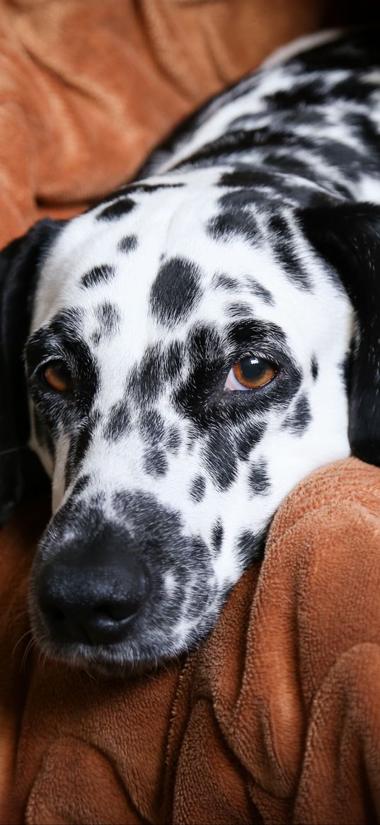 dalmatian, dog, pet, plaid