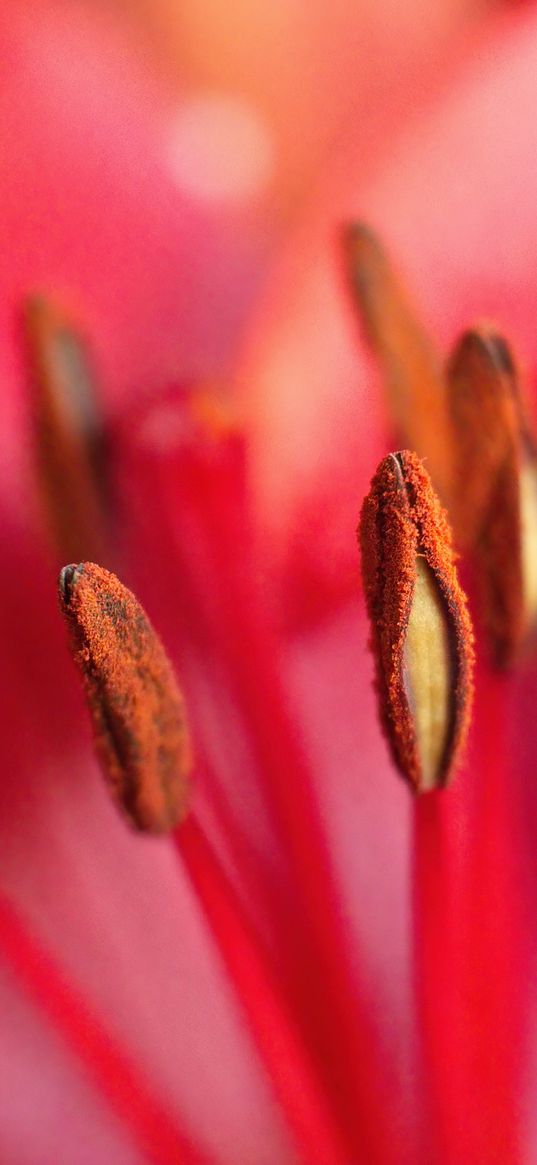 pollen, flower, macro, blur, pink