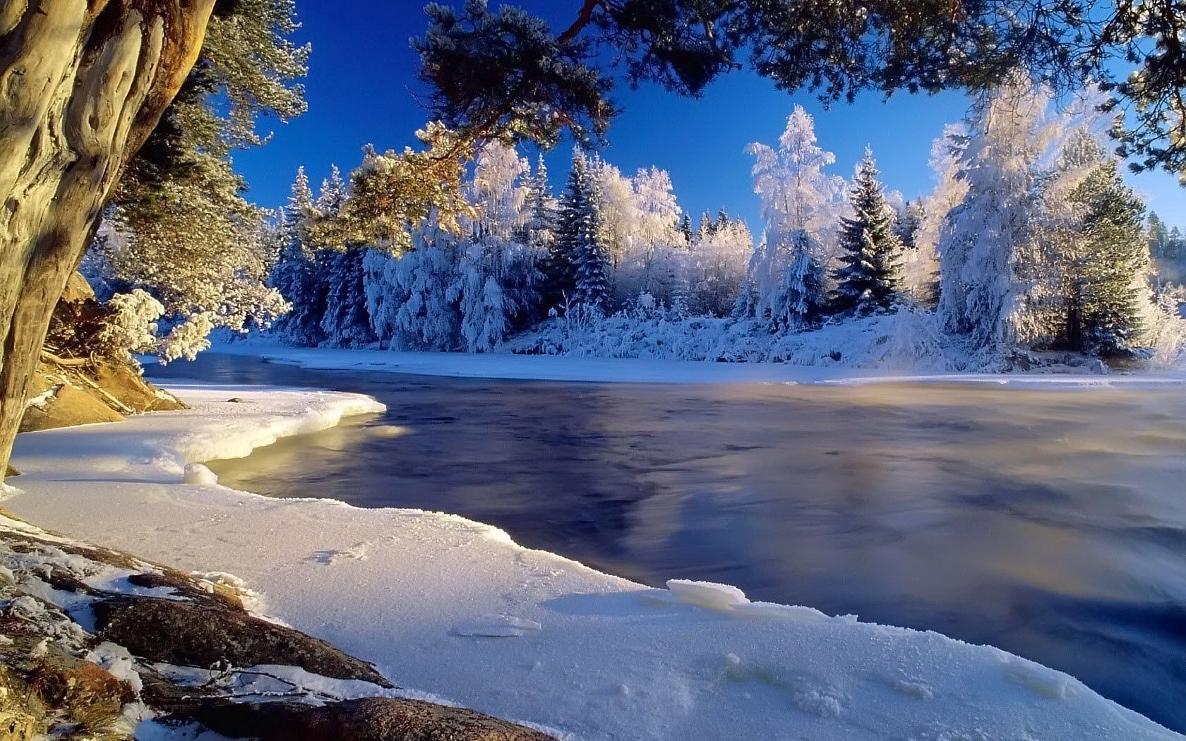 ice, river, current, trees, hoarfrost, coast