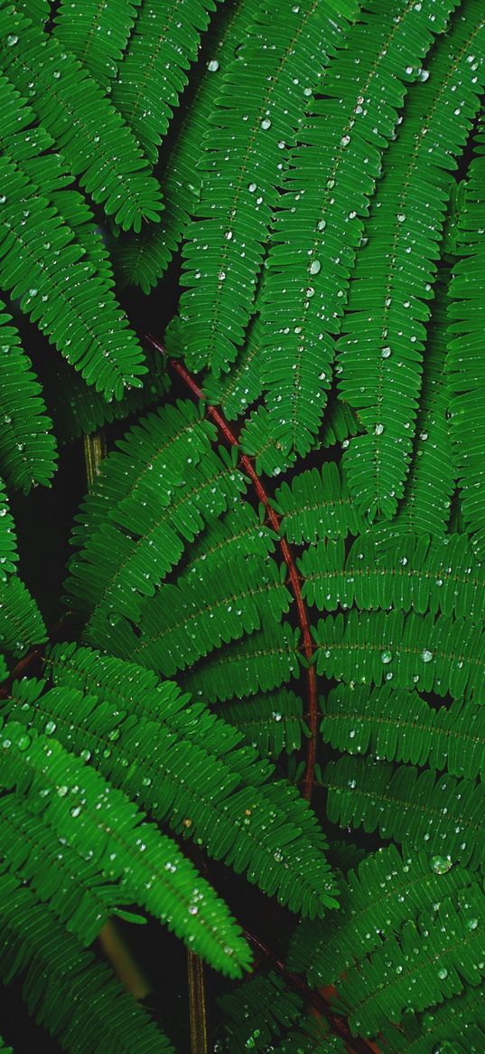 branches, greenery, fern, drops, rain