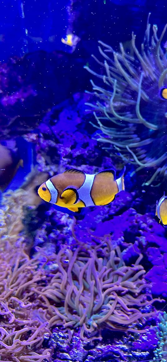 clownfish, fish, aquarium, underwater