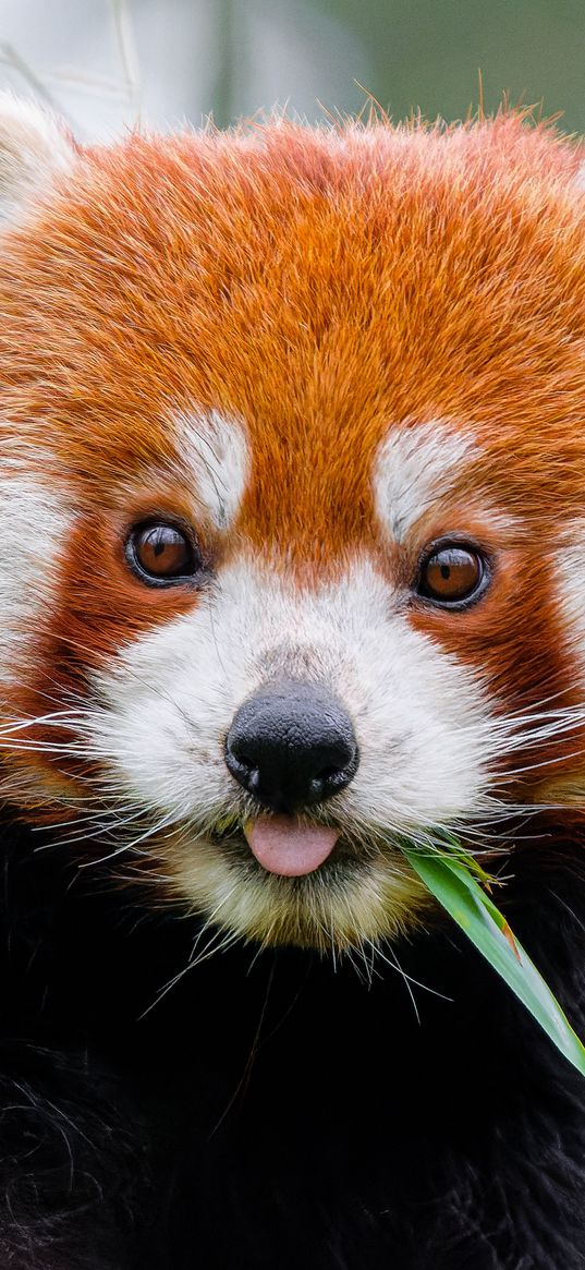 red panda, protruding tongue, animal, leaf