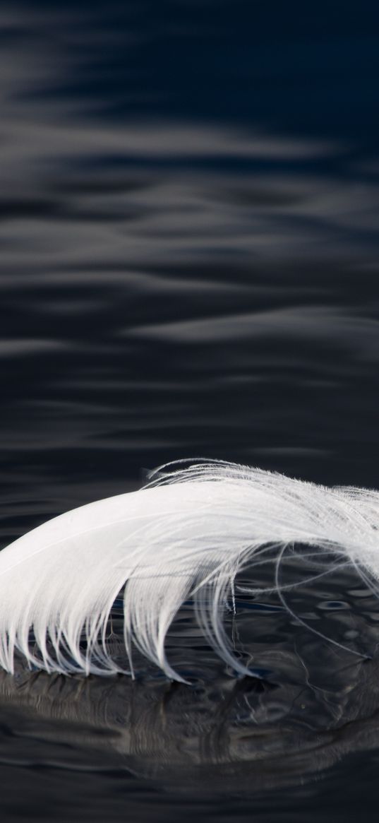 feather, water, ripples, black and white, macro