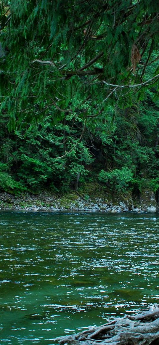 canada, river, forest