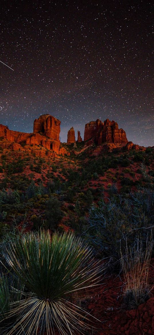 savannah, plants, mountains, starry sky, comet, landscape