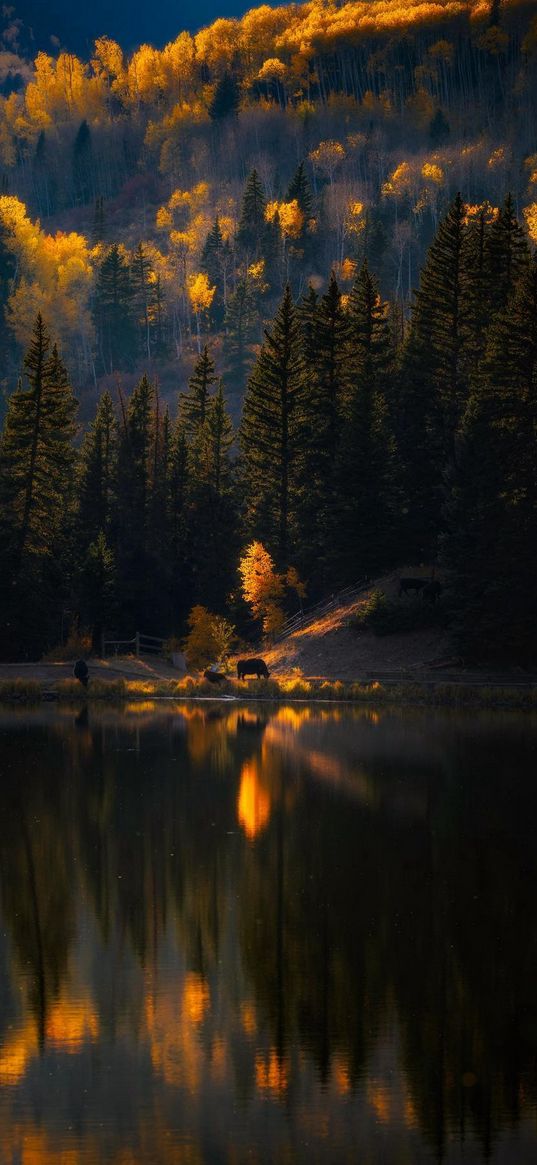 lake, reflection, cows, trees, forest, hill, autumn, landscape, nature