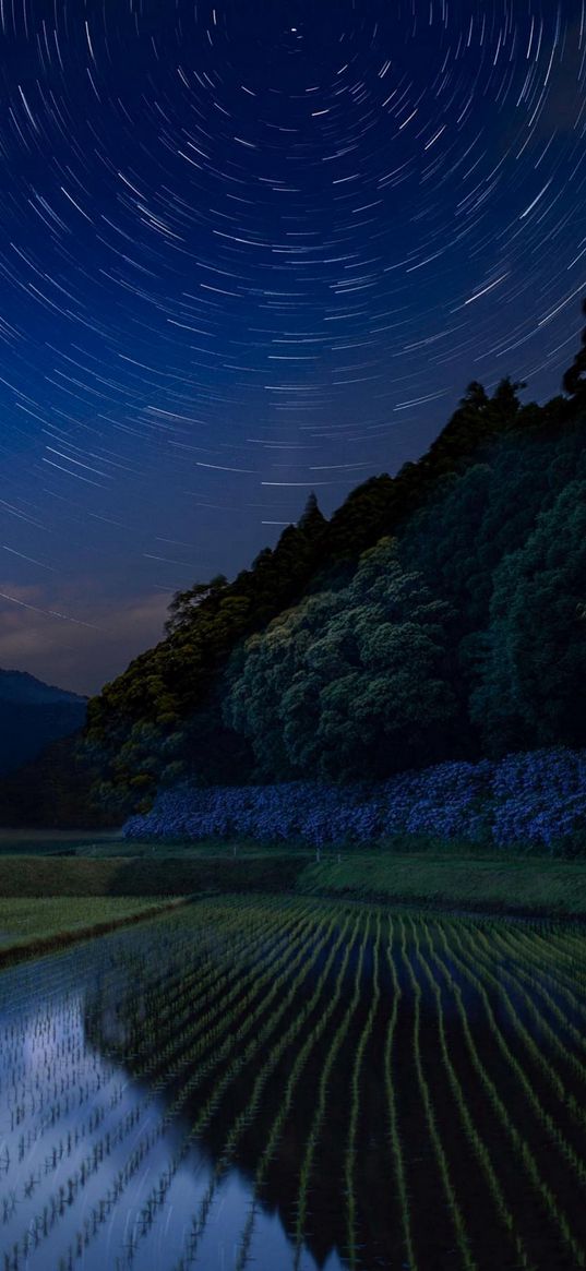 plantation, field, trees, forest, starry sky, stars, night, nature