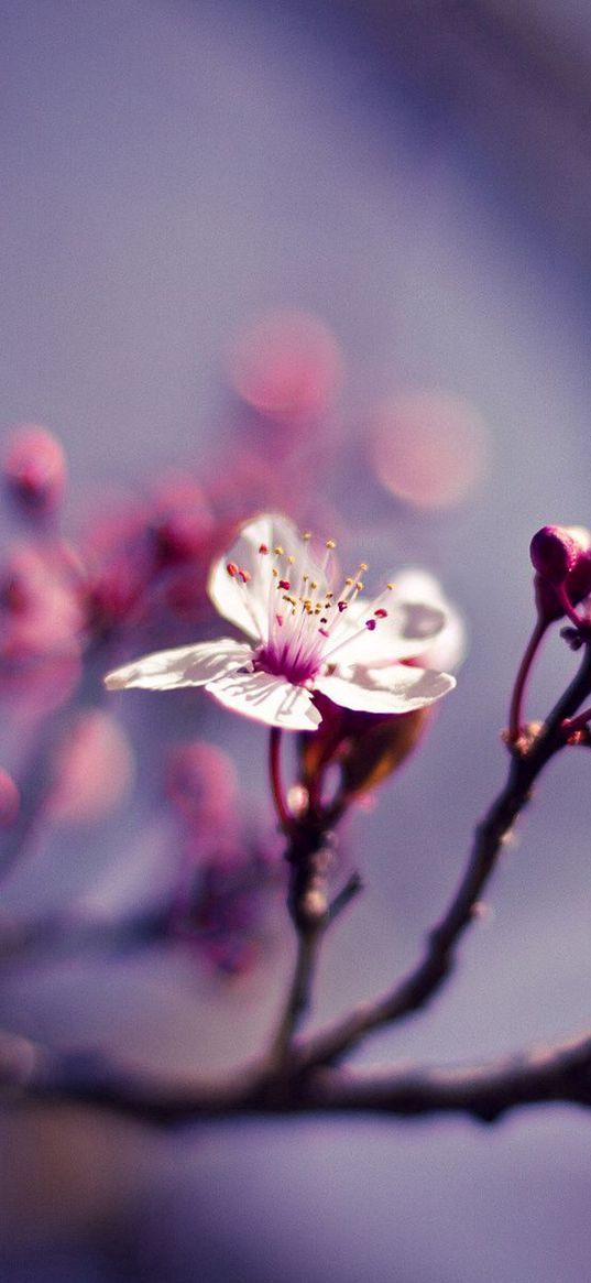 branch, macro, cherries, nature, flower