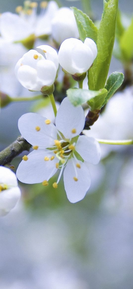 spring, branch, apple, flowering