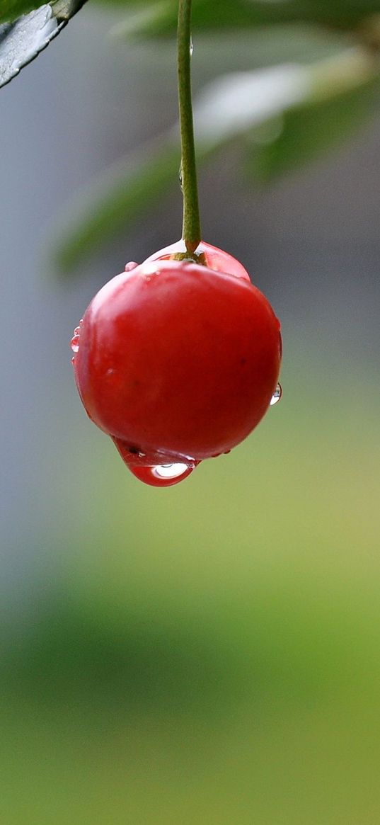 cherry, close-up, drop, berry, summer, tasty