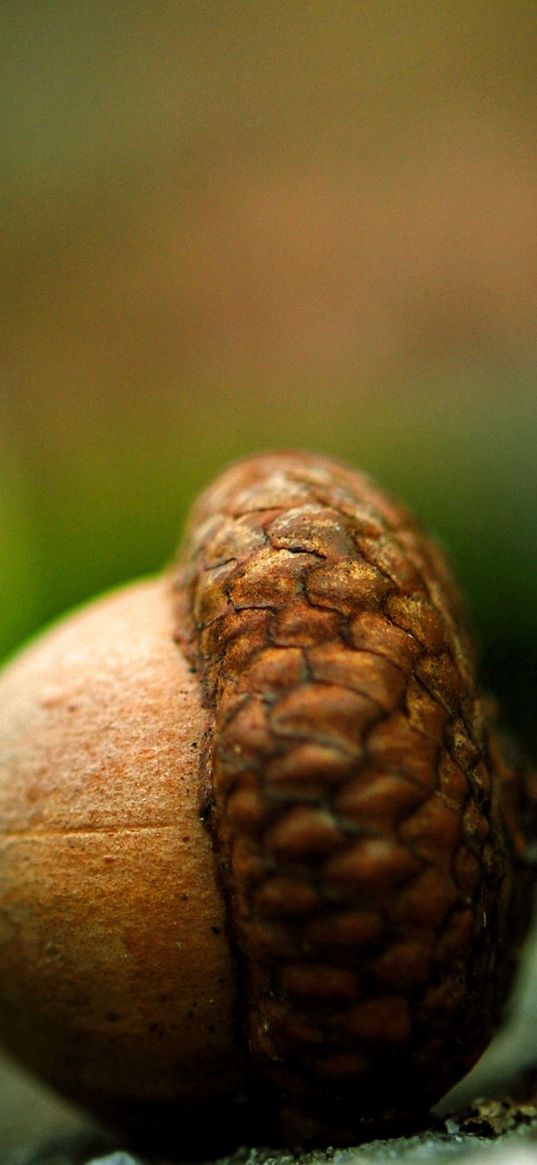 acorn, earth, close-up, brown