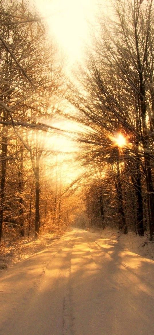 road, wood, winter, snow, trees, sunlight, beams, shades