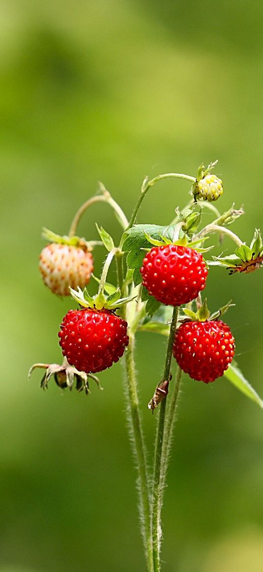 greens, summer, forest, strawberries