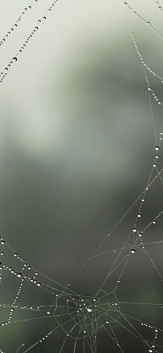 drops, holes, dew, close-up, web, gossamer