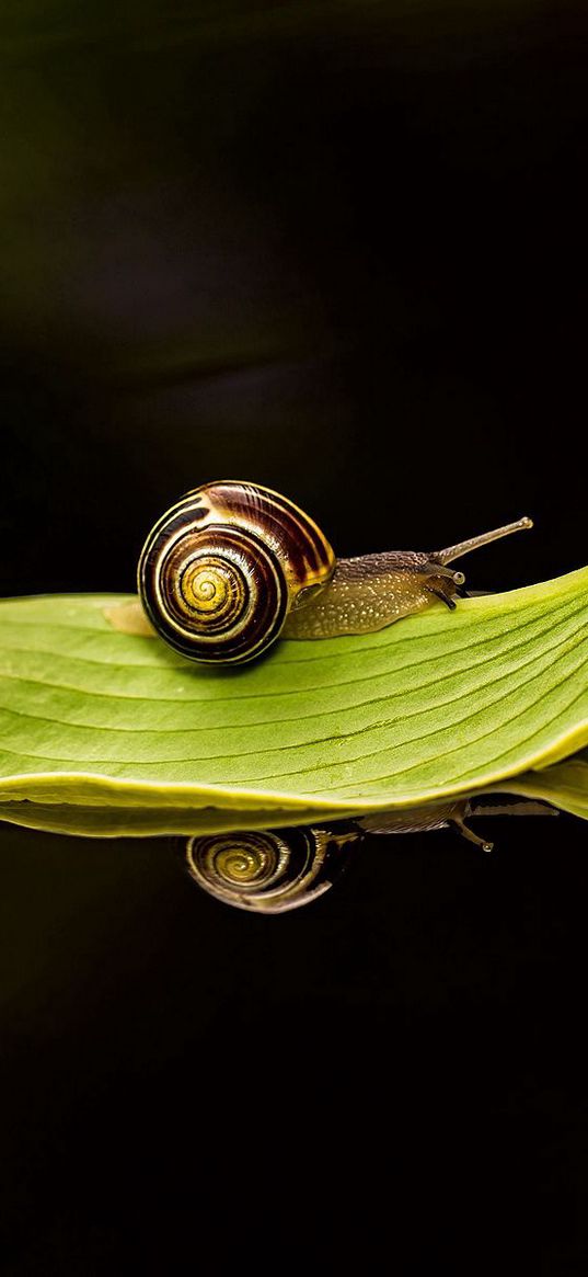 leaf, snail, dark water, close-up, traveling, green