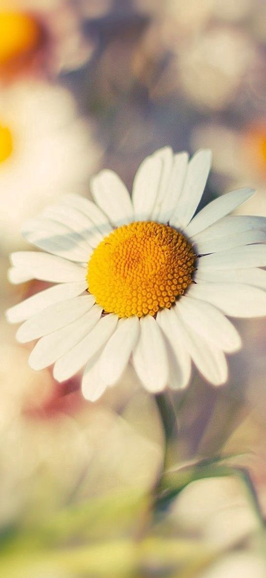 macro, daisy, flower