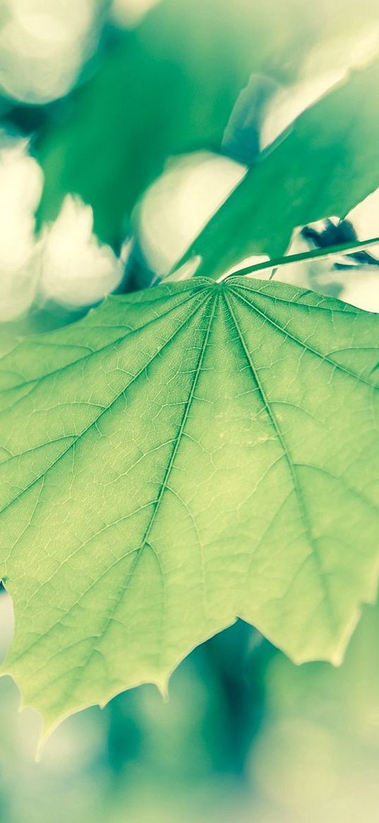 macro, spring, vanilla, foliage, green