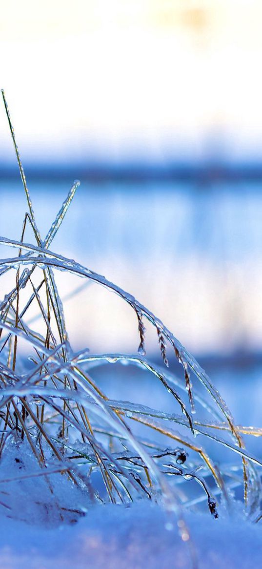 snow, frozen, grass, ice, winter