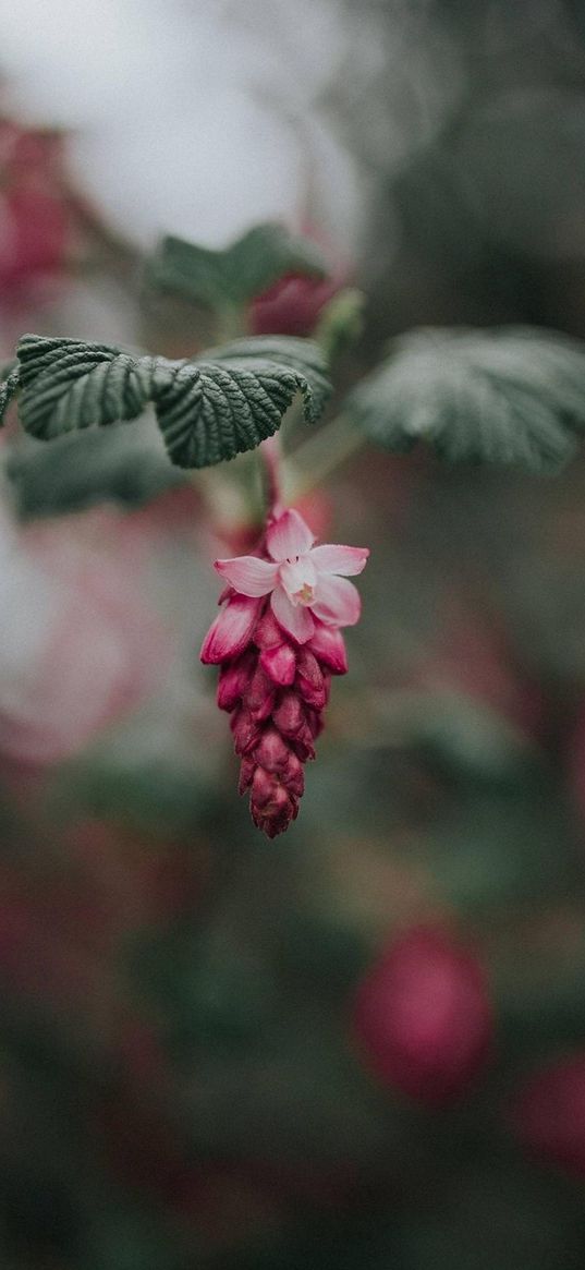 flower, cone, pink, leaves, plant, bokeh, nature