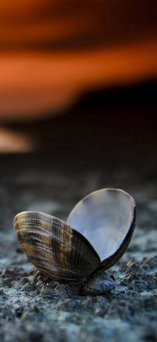 landscape, beach, seashells, sunset, close-up