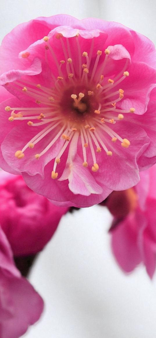 pink, flowers, branch, apricot, blossom, close-up