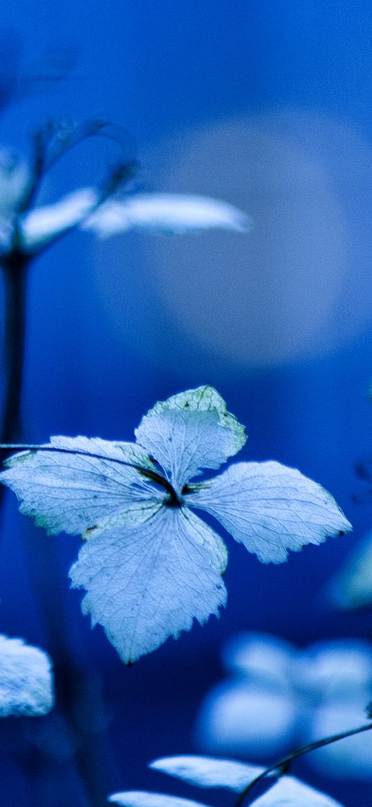 plant, branches, leaves, lighting, background, blue