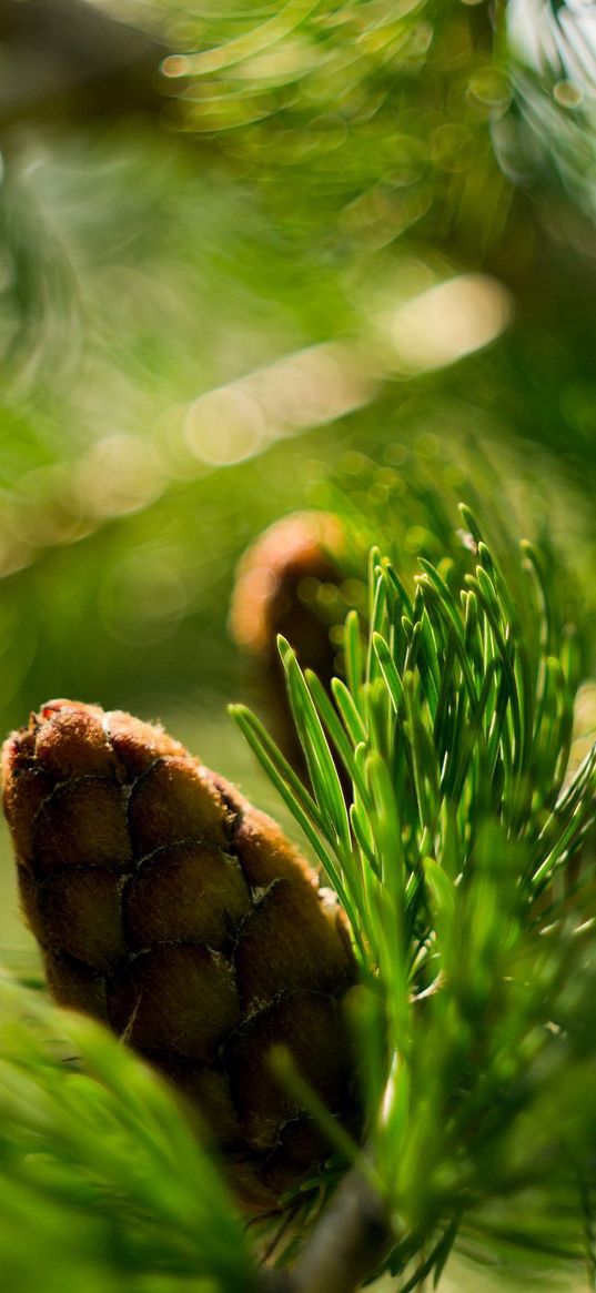 bump, bokeh, eating, macro, branch, nature